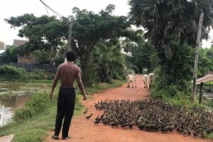 Authentic Cambodian Countryside Jeep Experience - Wat Athvear Temple: Seeing Buddhism in Cambodia Up Close