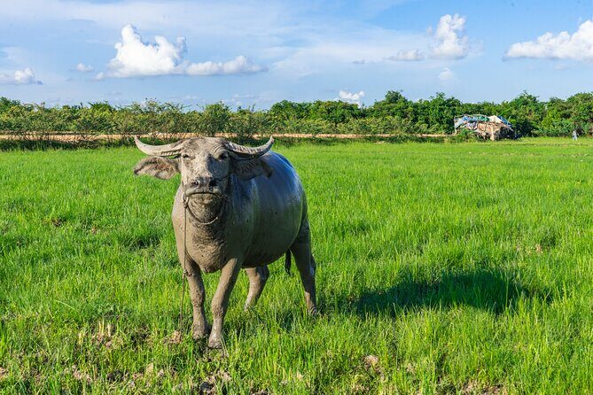 Countryside Sunset Jeep Tour with Drinks included - Stop 4: Phnom Krom Rice Fields, Sunset Photos, and Included Drinks