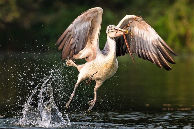 Prek Toal Birds Sanctuary and floating Village Private Day Tour - The real flow of the day (7 to 9 hours, multiple water segments)