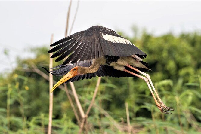 Prek Toal Birds Sanctuary and floating Village Private Day Tour - The guide and commentary: how you get more than a checklist