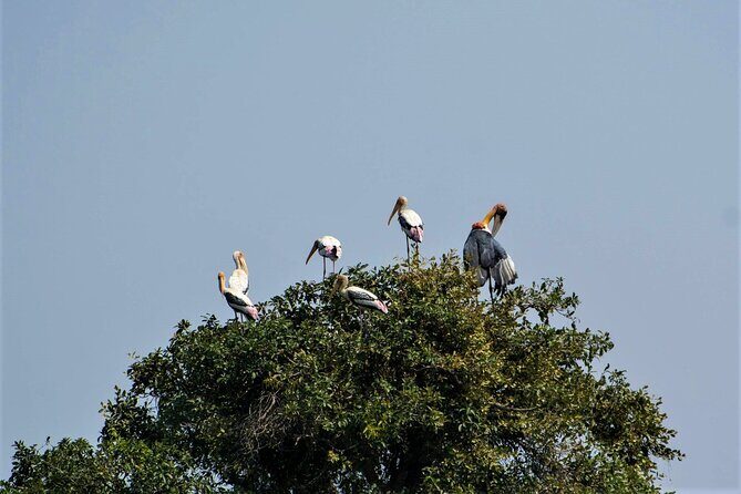 Prek Toal Birds Sanctuary and floating Village Private Day Tour - What you’ll realistically see: birds plus lake life
