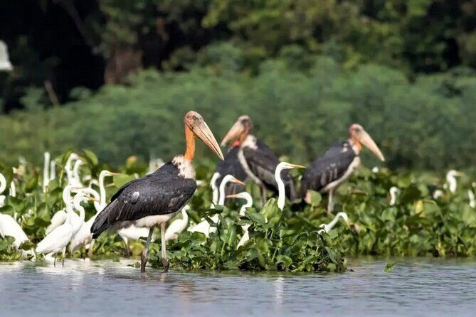 Prek Toal Birds Sanctuary and floating Village Private Day Tour - Comfort tips that actually help on a full-day boat tour