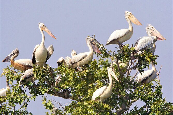 Prek Toal Birds Sanctuary and floating Village Private Day Tour - Who this tour suits best