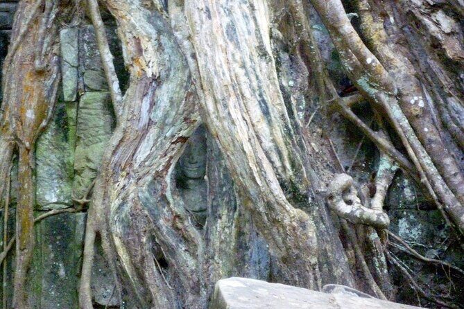 Private Angkor Wat Day Tour - Best of Angkor - Ta Prohm Jungle Temple: Roots, Ruin, and Jayavarman VII