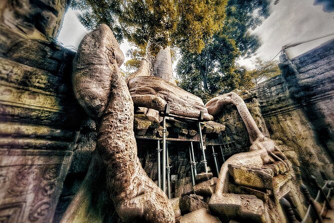 Private sunrise tour to Angkor Wat & other highlights with Professional Guide. - Stop 3: Ta Prohm early (the movie-famous jungle temple)