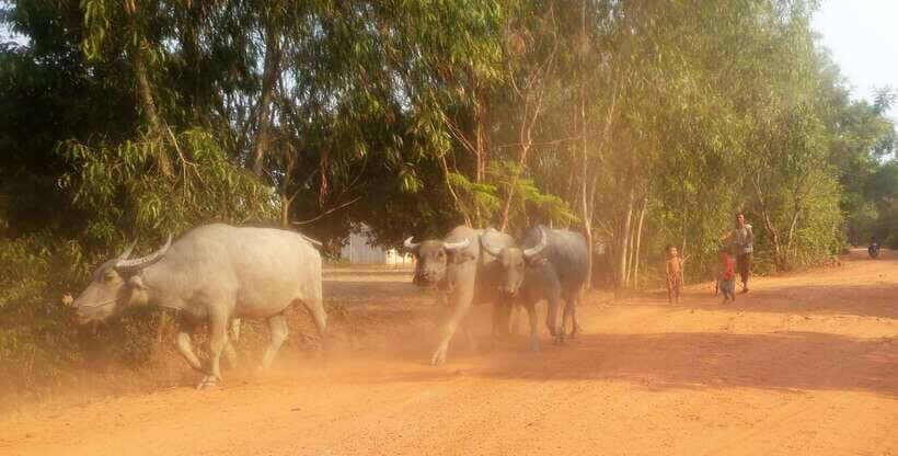 Siem Reap: 3-Hour Ancient Trails Motorbike Tour - Who should book this motorbike tour (and who should not)