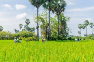 Siem Reap Countryside Vespa Tour / Tuk Tuk Available - West Baray temple and the monk blessing (what you’re really there for)
