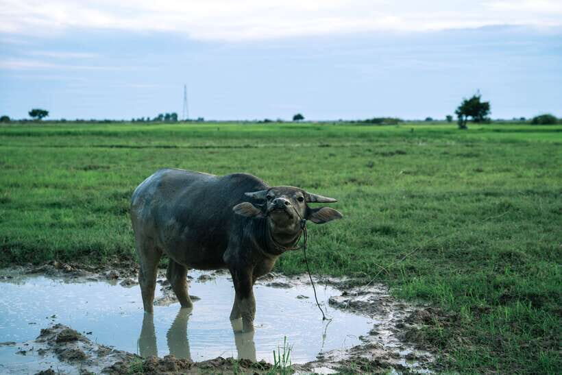 Siem Reap: Quad Bike Tour of Local Villages - Who This Quad Tour Fits Best in Siem Reap