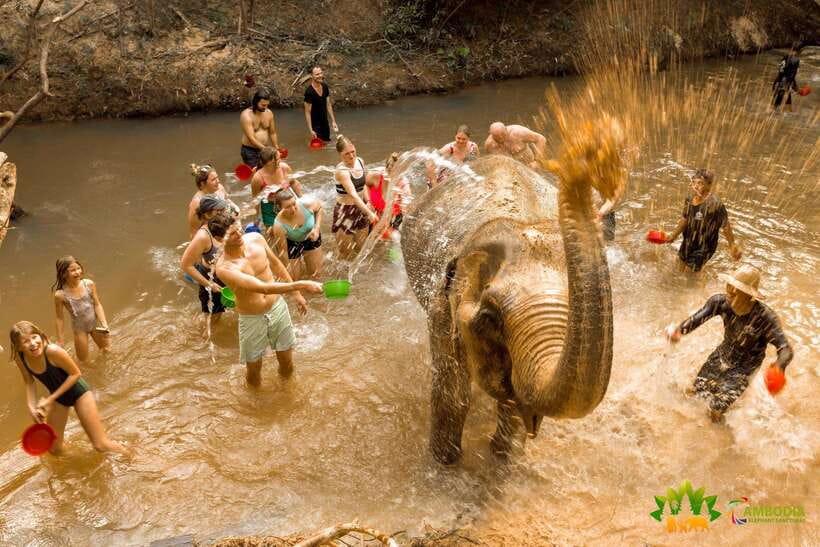 From Siem Reap: Elephant Sanctuary Experience with Transfers - Price and value: is $69 worth it compared to other elephant options?