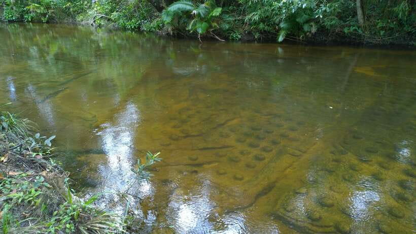Phnom Kulen National Park Admission Ticket - The 1,000 Lingas sacred river and Hindu rock carvings