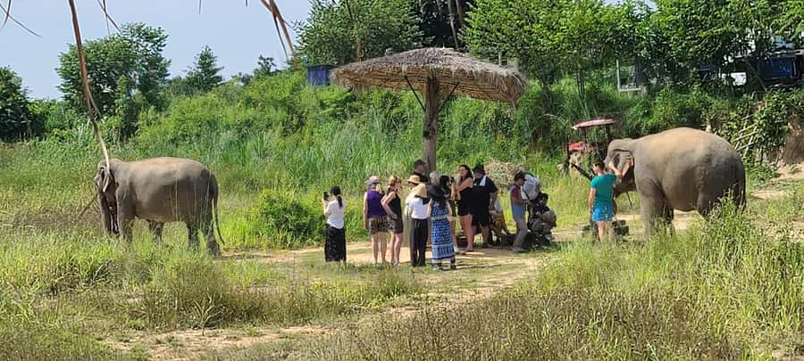 Siem Reap: Kulen Elephant Forest Guided Tour - Key things I’d circle before you book