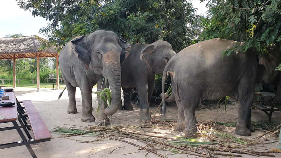 Siem Reap: Kulen Elephant Forest Guided Tour - Kulen Elephant Forest from Siem Reap: why this trip fits a first Cambodia visit