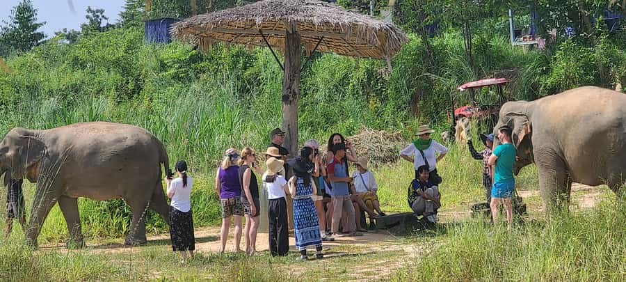 Siem Reap: Kulen Elephant Forest Guided Tour - What happens when you arrive: briefing, snacks, and your first close-up moment