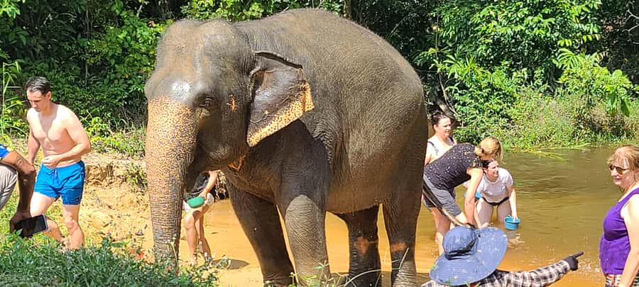 Siem Reap: Kulen Elephant Forest Guided Tour - Watching elephant relationships and behavior (the best part of the day)