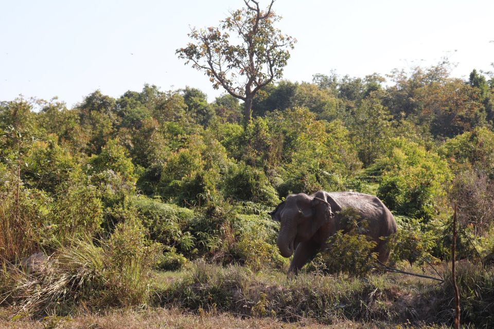 Siem Reap: Kulen Elephant Forest & Tonlesap Lake - Who This Tour Fits Best