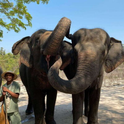 Siem Reap: Kulen Elephant Forest & Tonlesap Lake - Kulen Elephant Forest: What the Elephant Walk Really Gives You