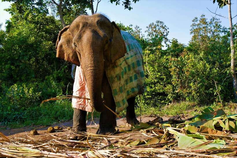 Siem Reap: Kulen Elephant Forest & Tonlesap Lake - Kompong Phluk on Tonle Sap: Stilted Houses and Flooded-Forest Life
