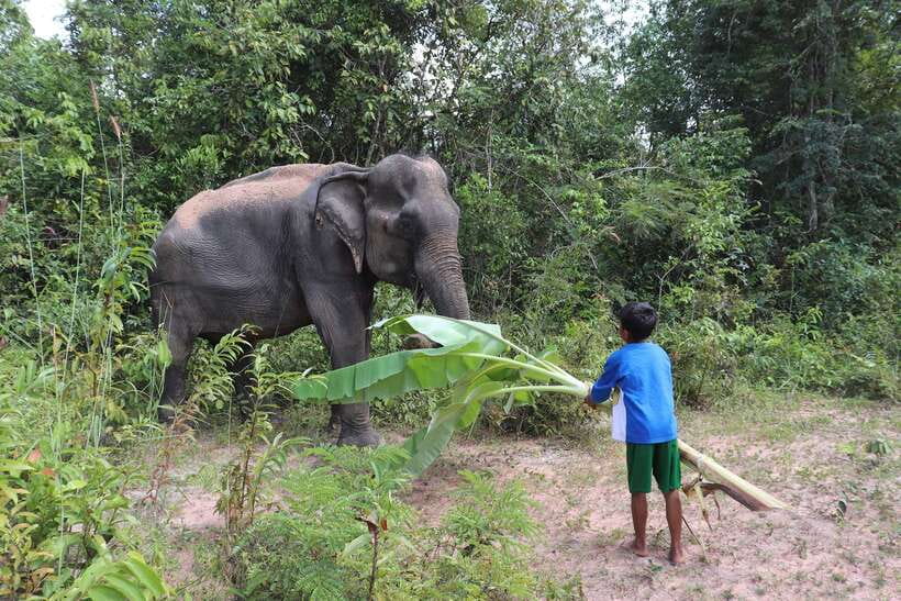 Siem Reap: Kulen Elephant Forest & Tonlesap Lake - Price and Value at $217: What You’re Actually Buying