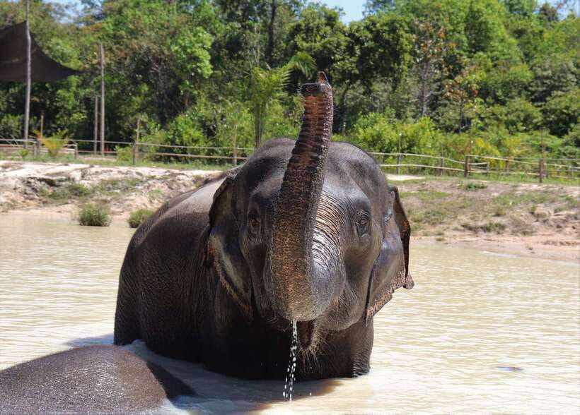 Siem Reap: Kulen Elephant Forest & Tonlesap Lake - What to Bring (and What Not to): Staying Practical in the Jungle