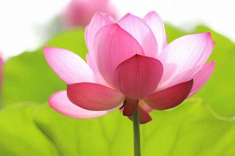 Siem Reap Lotus Silk Farm Discovery tour & Lake experience - Key Highlights Worth Noting